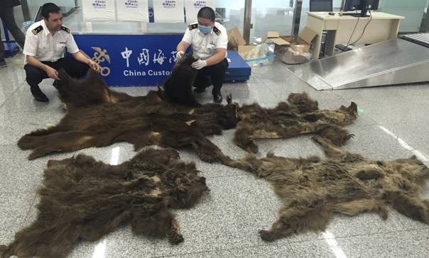 乌鲁木齐海关查获4张棕熊熊皮(图)