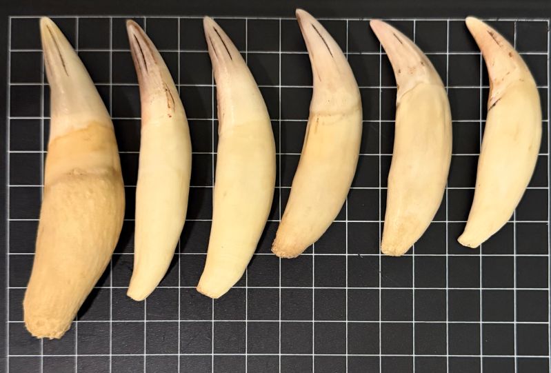 大兴机场海关查获豹牙6件