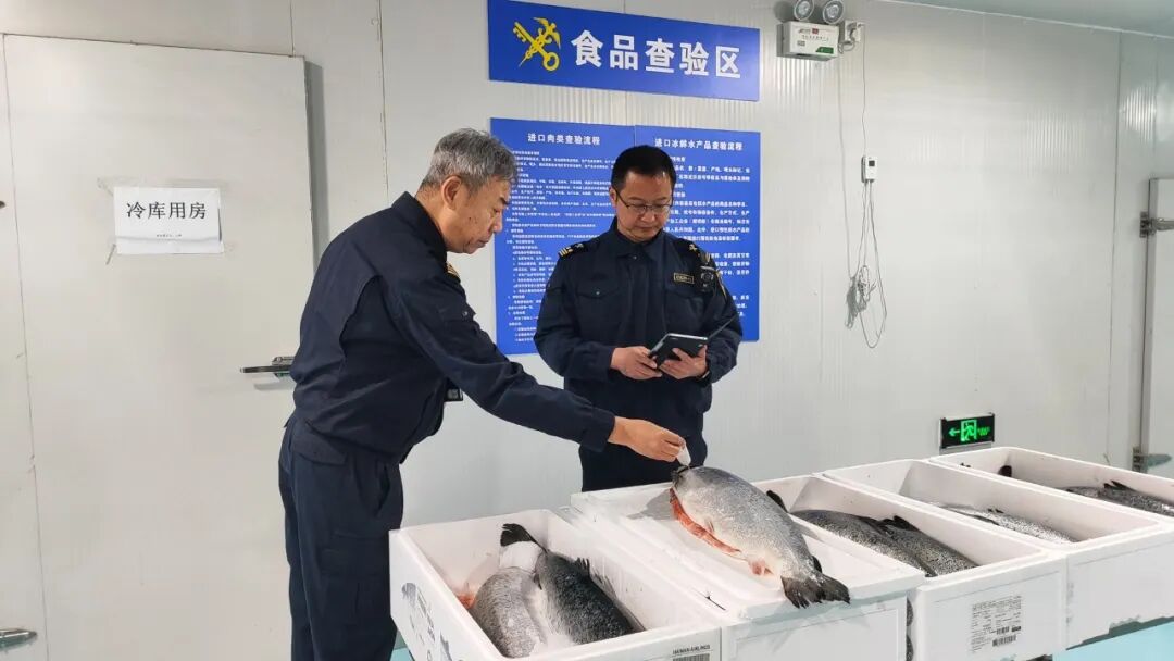白名单+抽样后即放行“助力挪威大西洋鲑鱼快速进京