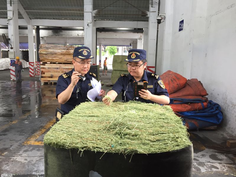 老港海关查获非法转基因紫苜蓿草