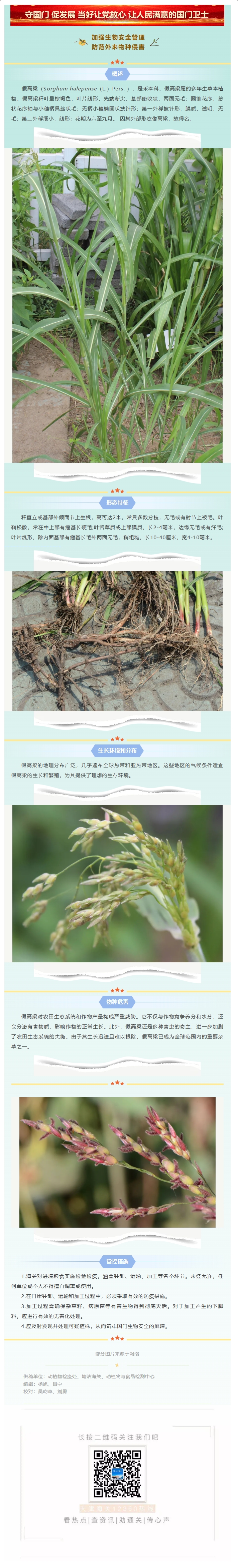 国门外来 防范外来物种入侵丨假高粱