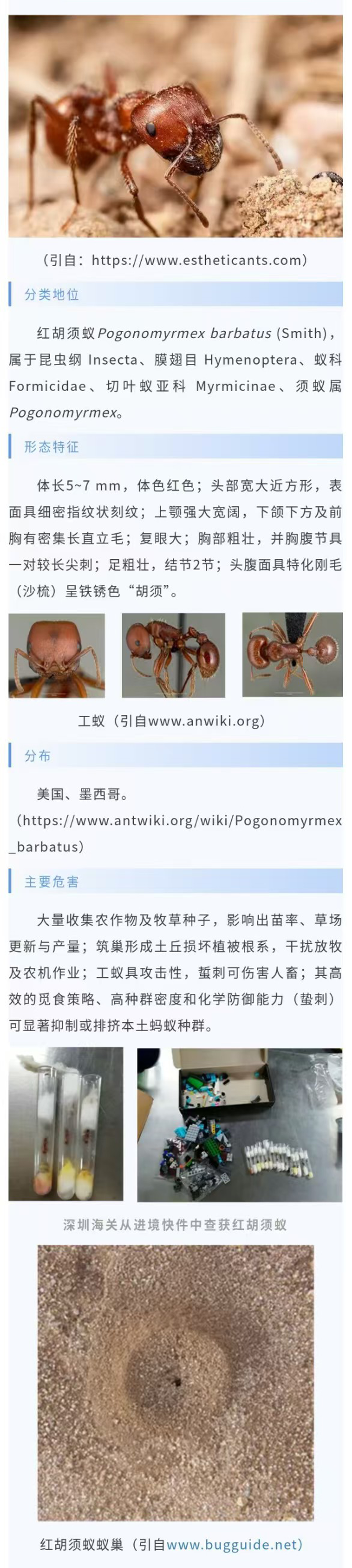 红胡须蚁-1