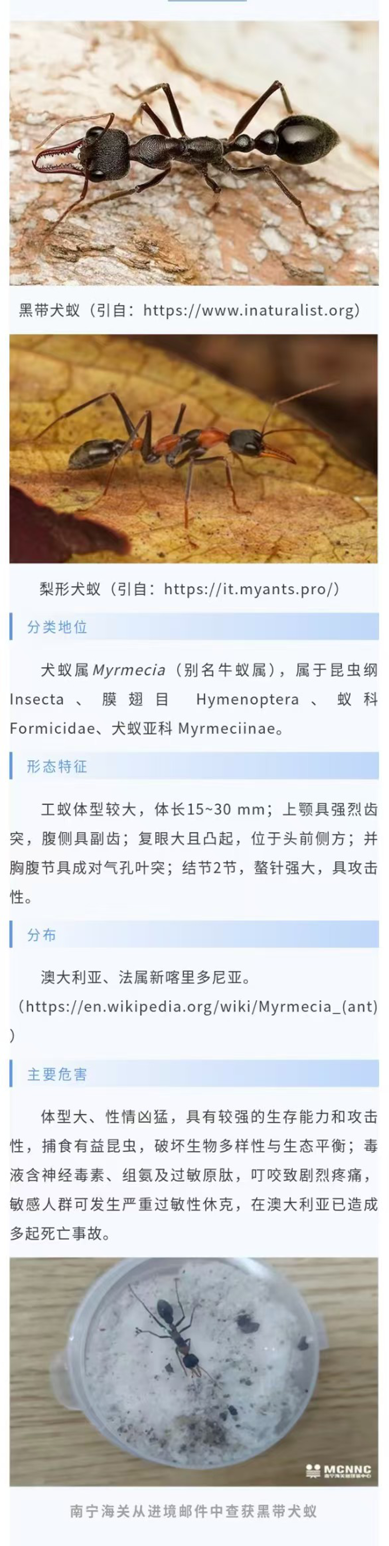 犬蚁属-1