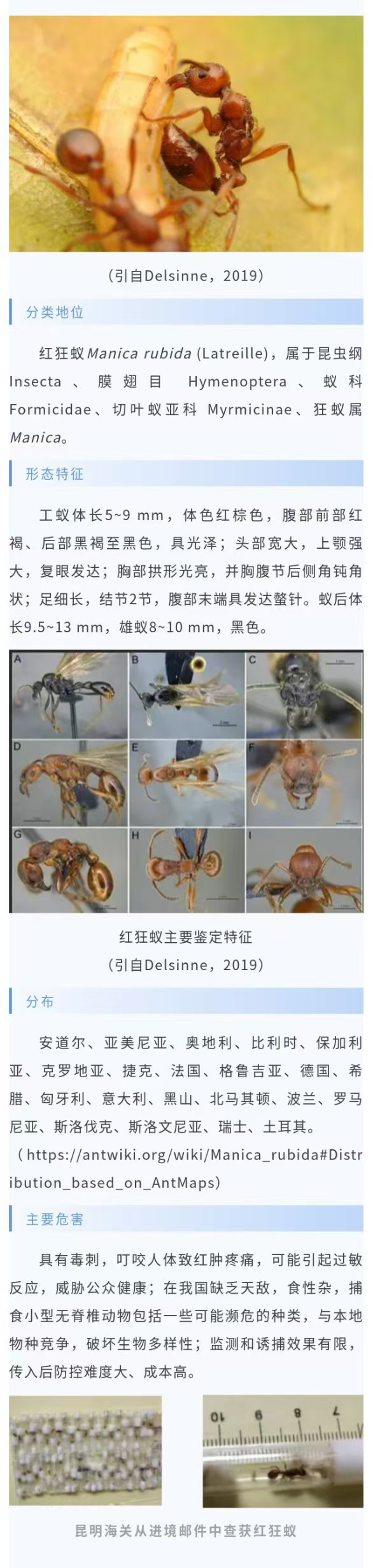 红狂蚁-1