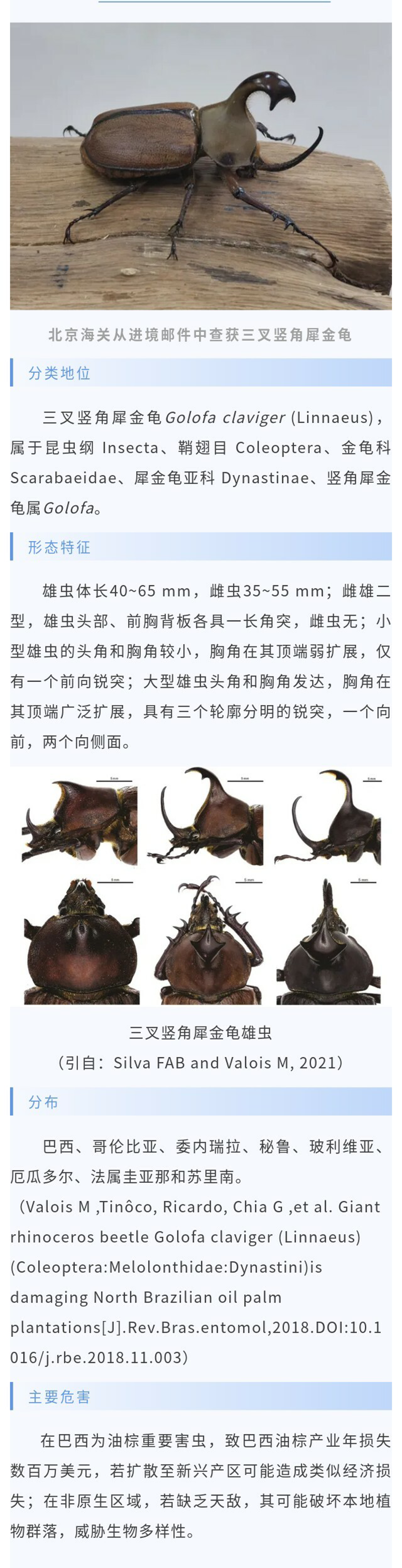 三叉竖角犀金龟-1