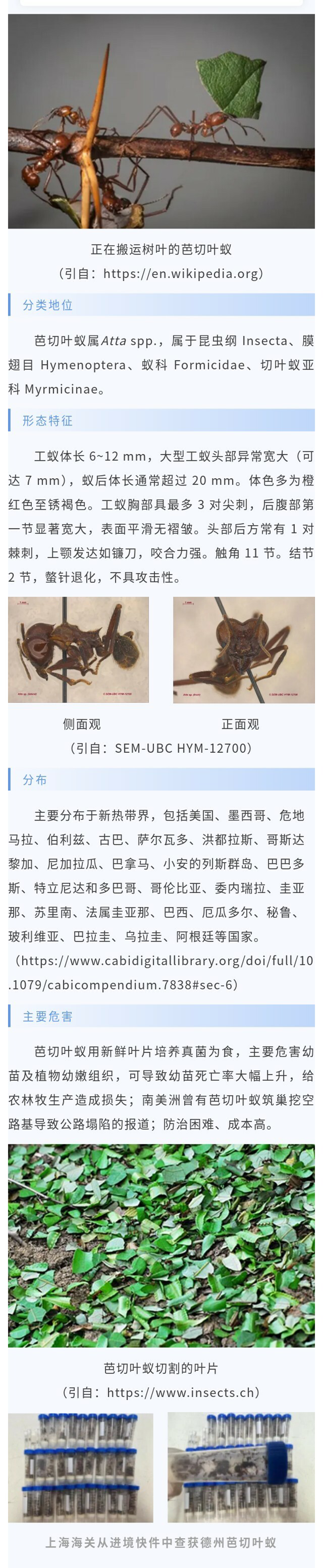 芭切叶蚁属-1