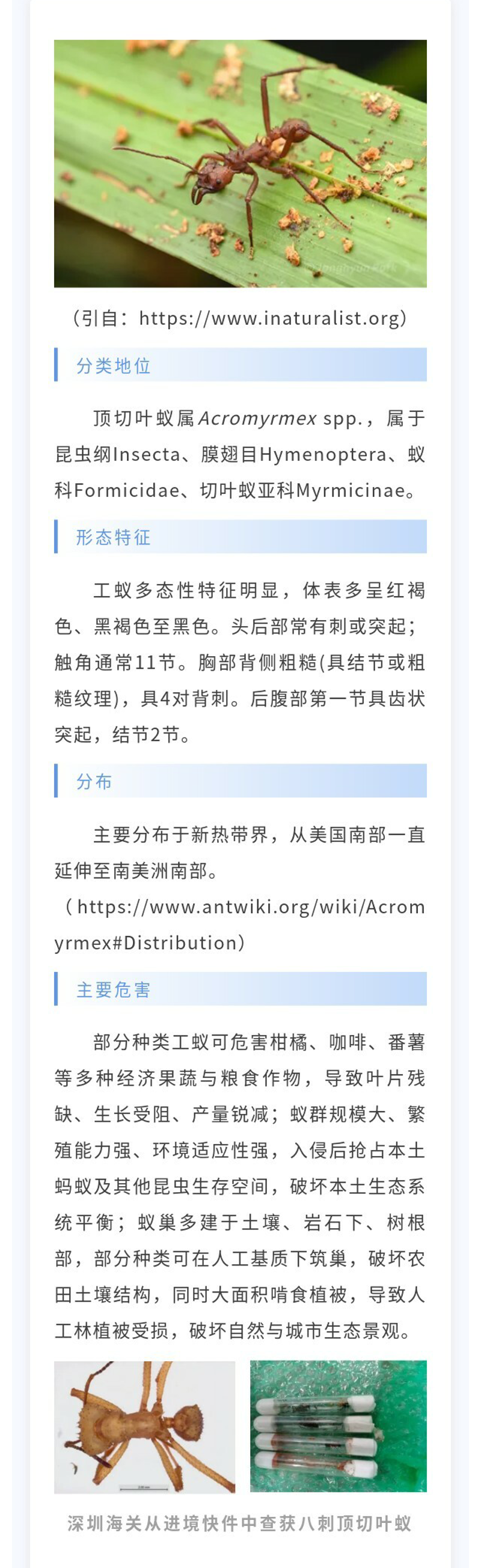 顶切叶蚁属-1